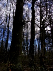 93_Eichen,_2_von_93_R0012530