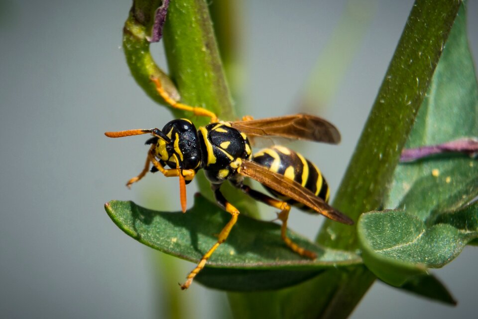 Close up nature animal