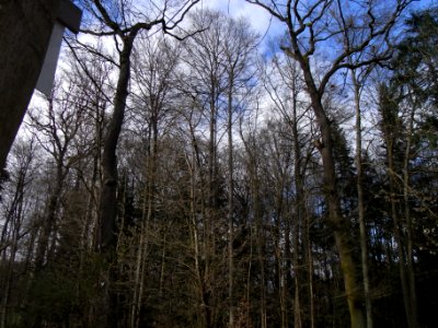 93_Eichen,_2_von_93_R0012536