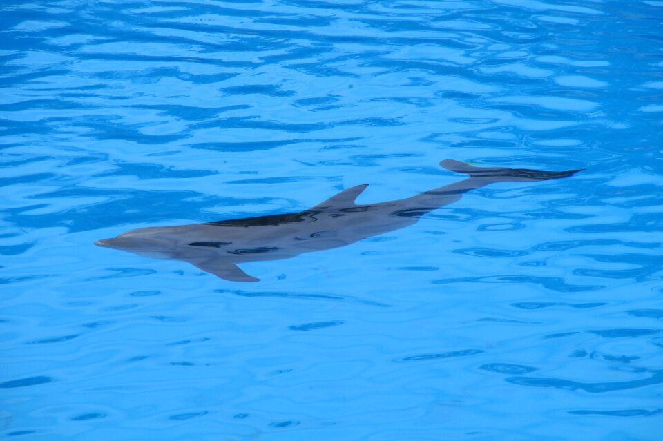 Marine mammals meeresbewohner animals