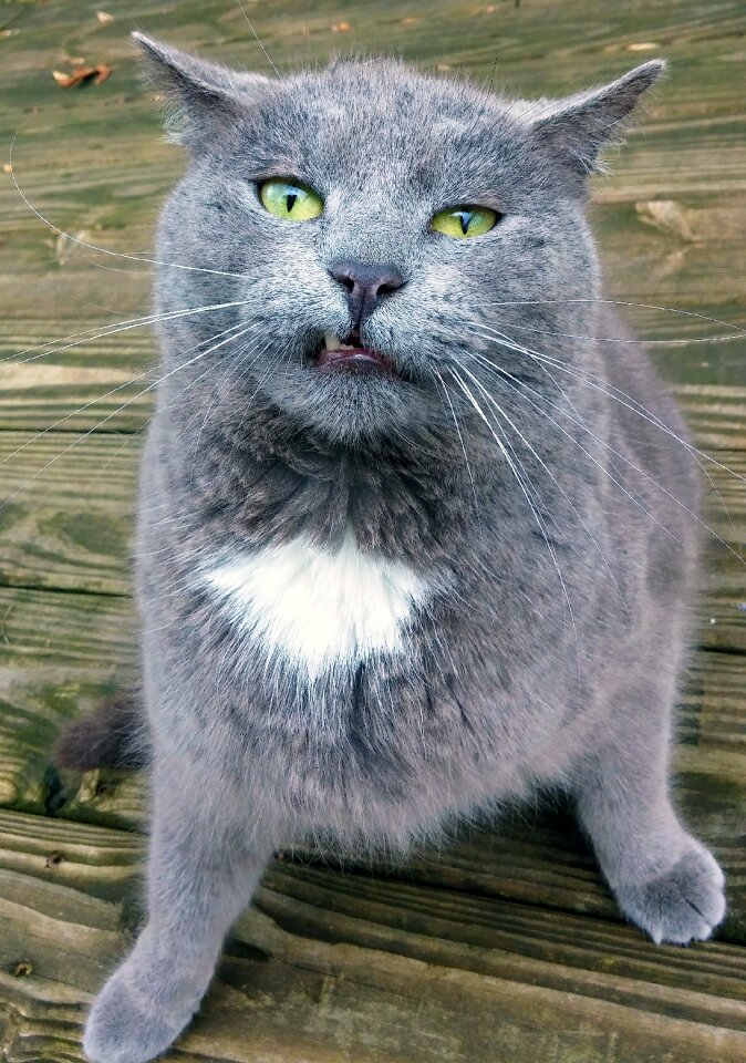 Goofy face animal cute