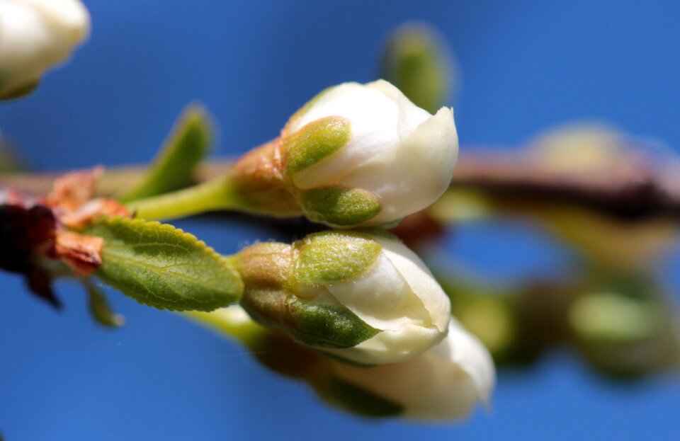 Plum blossoms closed leaves