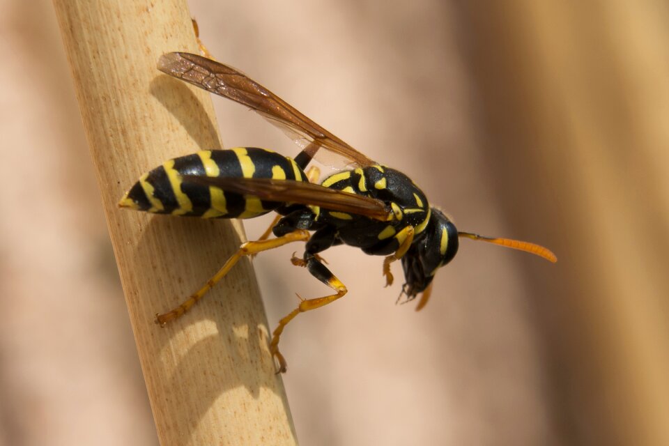 Close up nature animal