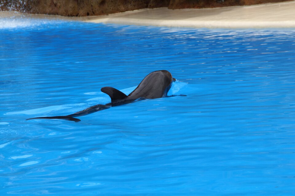 Marine mammals meeresbewohner animals