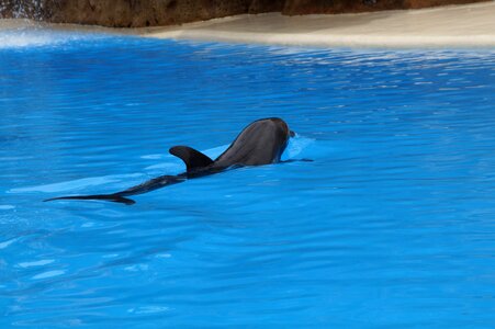 Marine mammals meeresbewohner animals