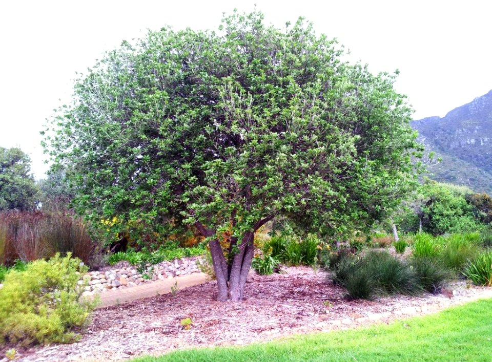 9_Kiggelaria_africana_tree_-_Cape_Town_9