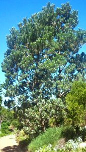 9_Leucadendron_argenteum_in_Kirstenbosch_gardens_-_Newlands_Cape_Town