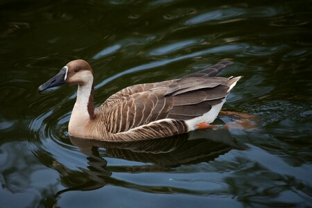 Anser cygnoides squad anseriformes duck family