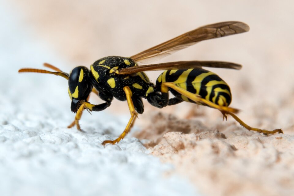 Close up nature animal