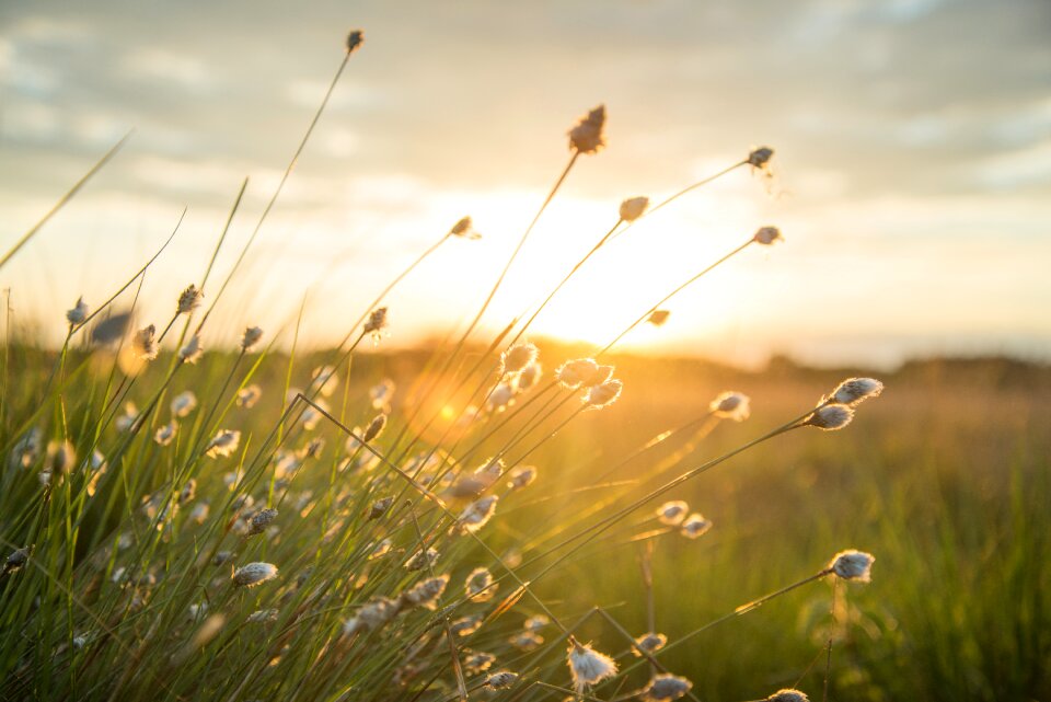 Nature landscape reed