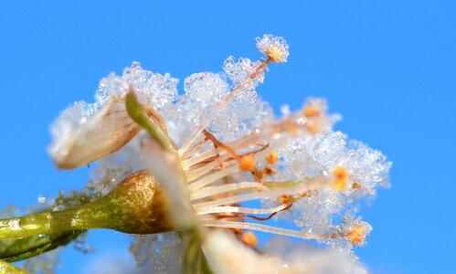 Spring flowering stems frost