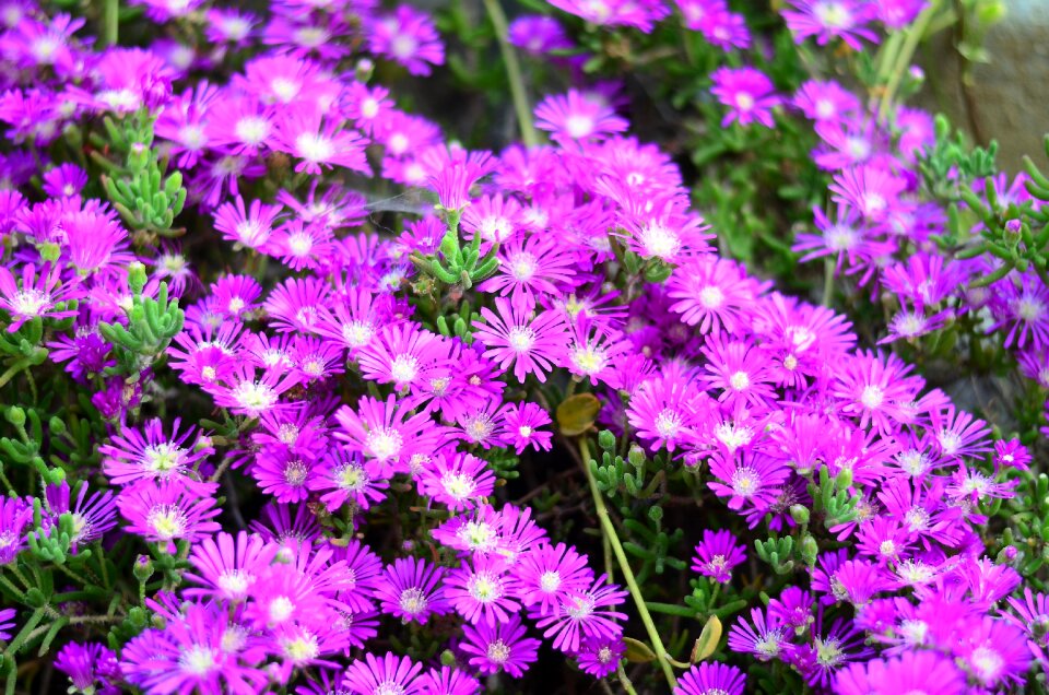 Macro spring flowers garden