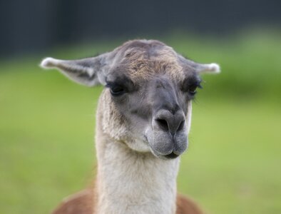 Alpaca llama cute