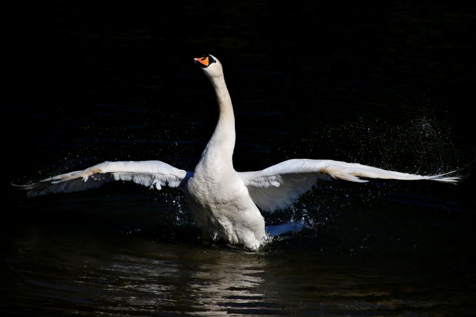 Bird white feathers