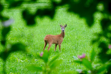 Deer green flowers photo