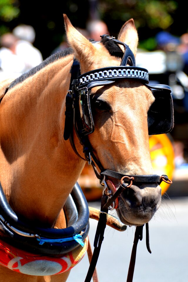 Tableware brown horse head