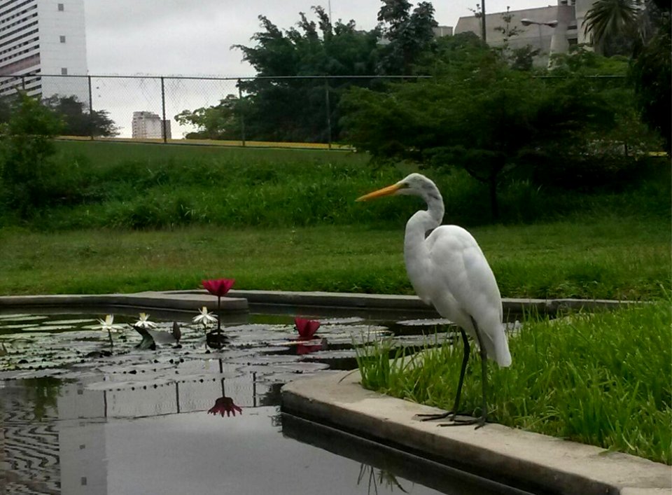 8.Caracas_botanical_garden_kebun_raya_ucv_venezuela