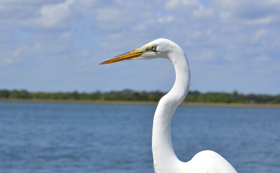Wildlife egret nature