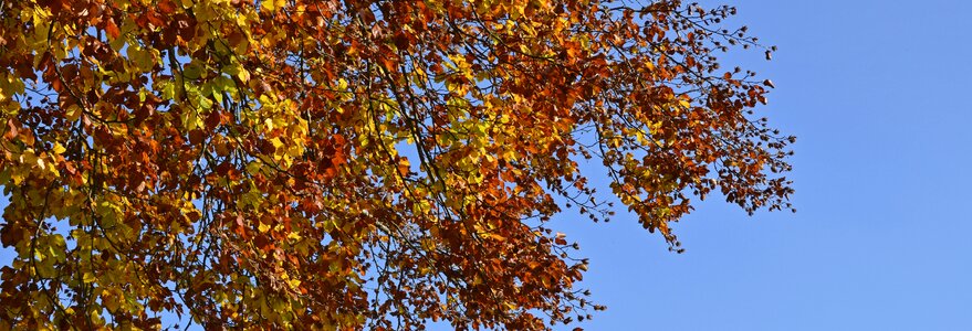 Colorful tree emerge
