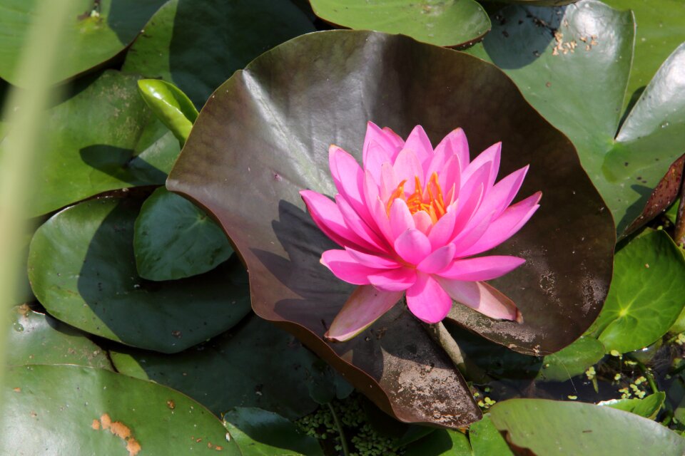 Pond plants lake republic of korea