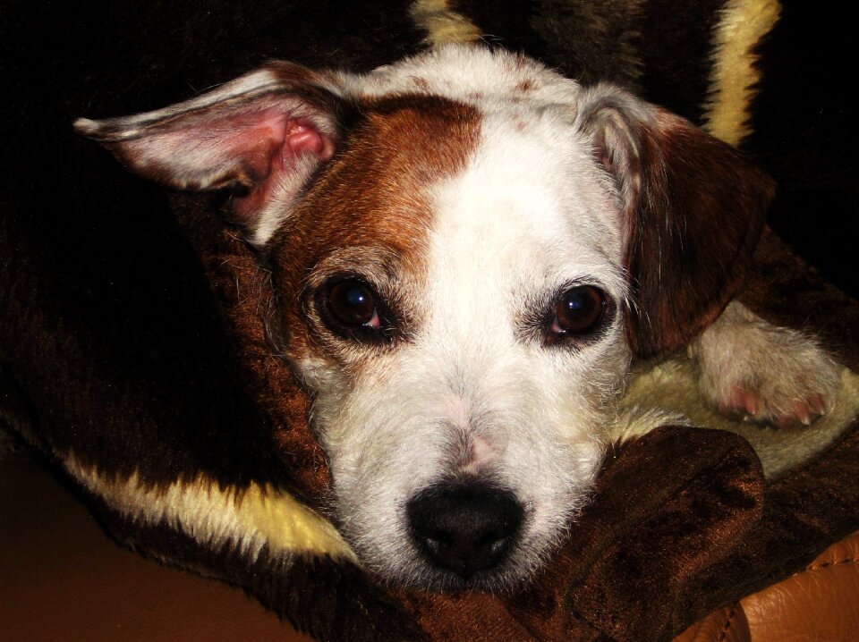 Small dog pet wuschelig