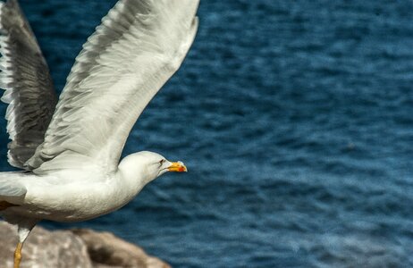 Seagull wings flight