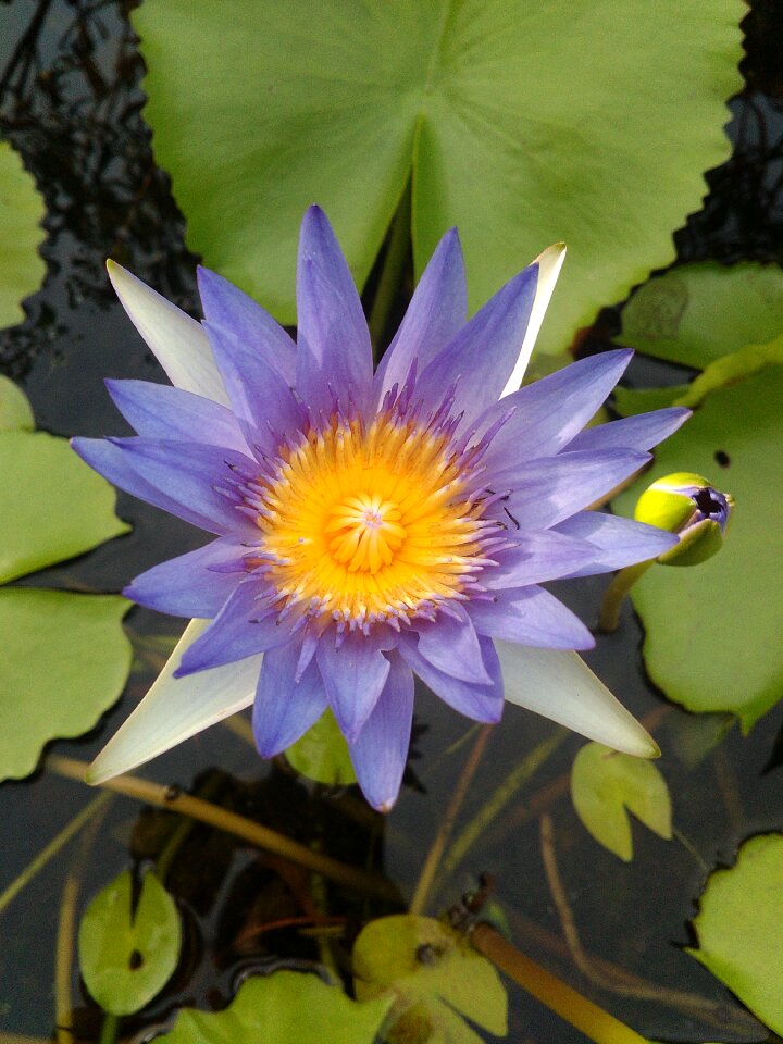 Flowers the environment bua ban