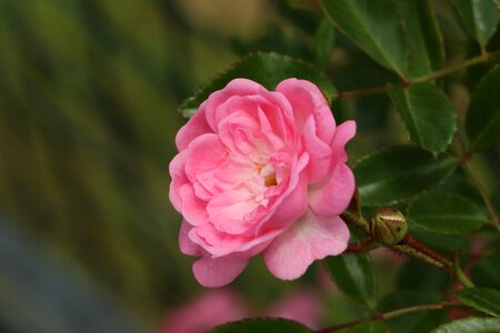 Rose nature spring photo