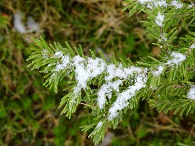 Nature green white