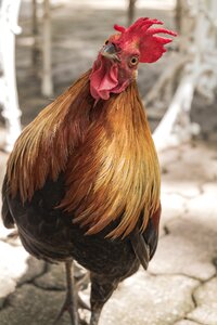 Animals rooster cockscomb