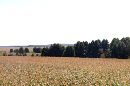 8818_13th_of_August_2018_in_Hrodna_Region_Belarus