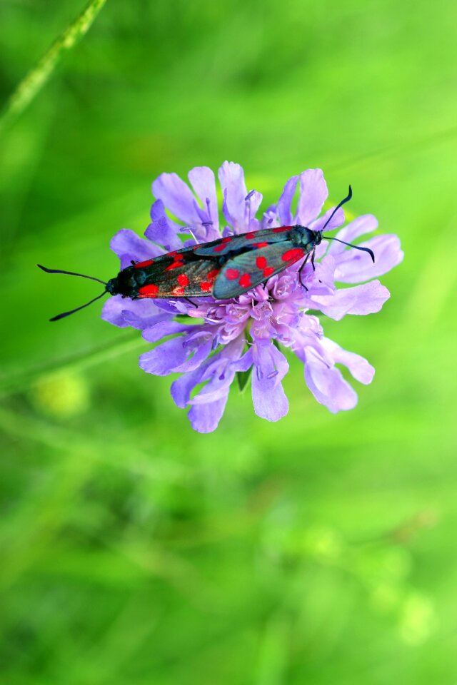 Moth field flower meadow