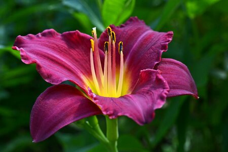 Blossom bloom violet