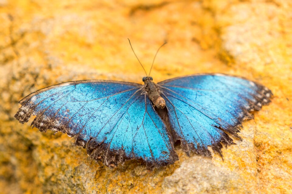 Spain butterfly leaf
