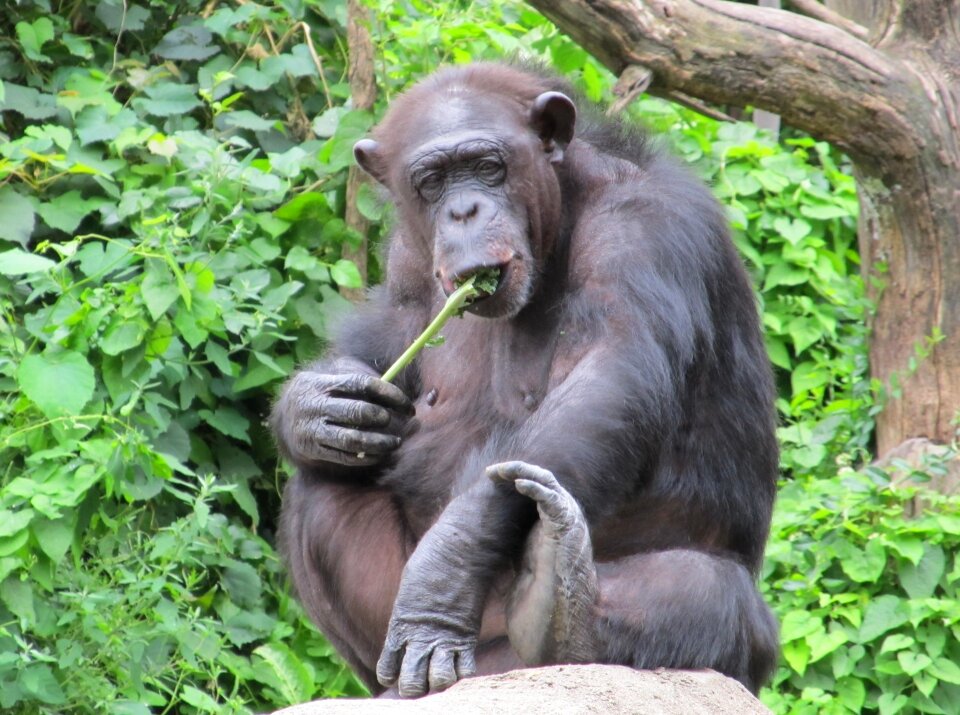 Looking mammal nature