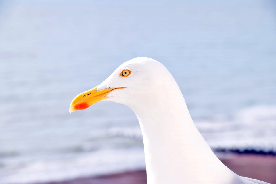 Animals water bird sea