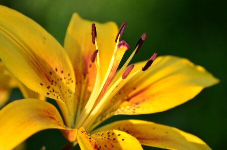 Garden a yellow flower dacha