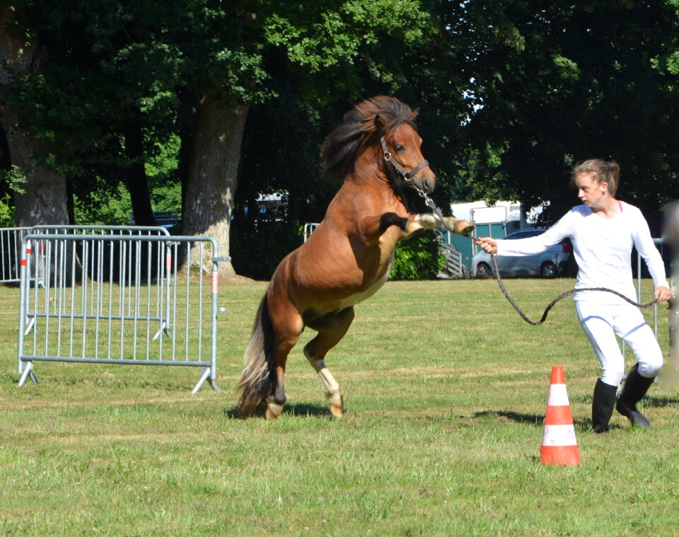 Shetland horse small horse