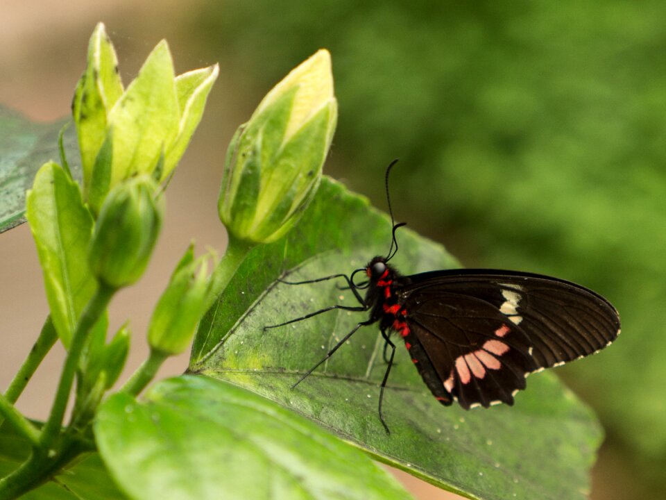 Spain butterfly leaf