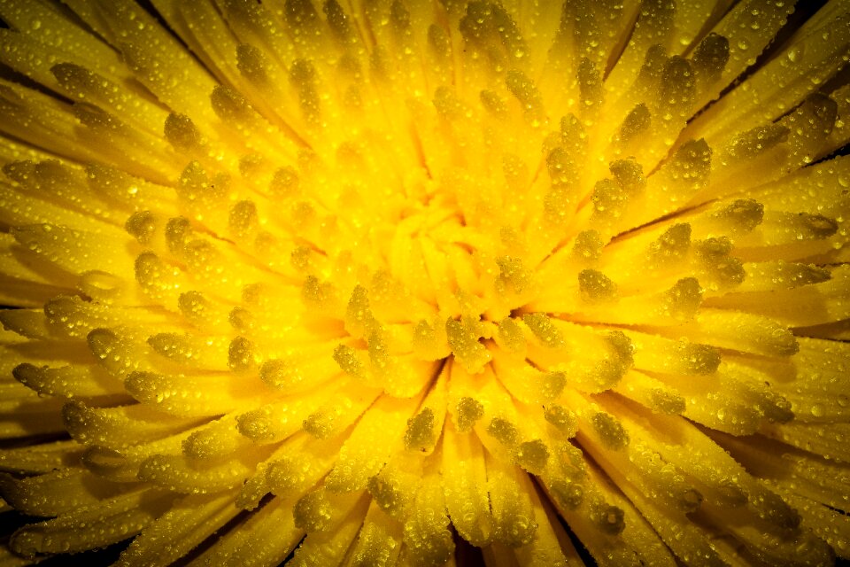 Wet macro close up
