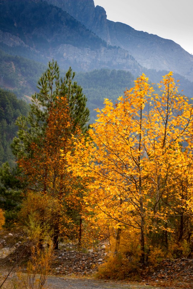 Çakıt_Valley_(184263495)