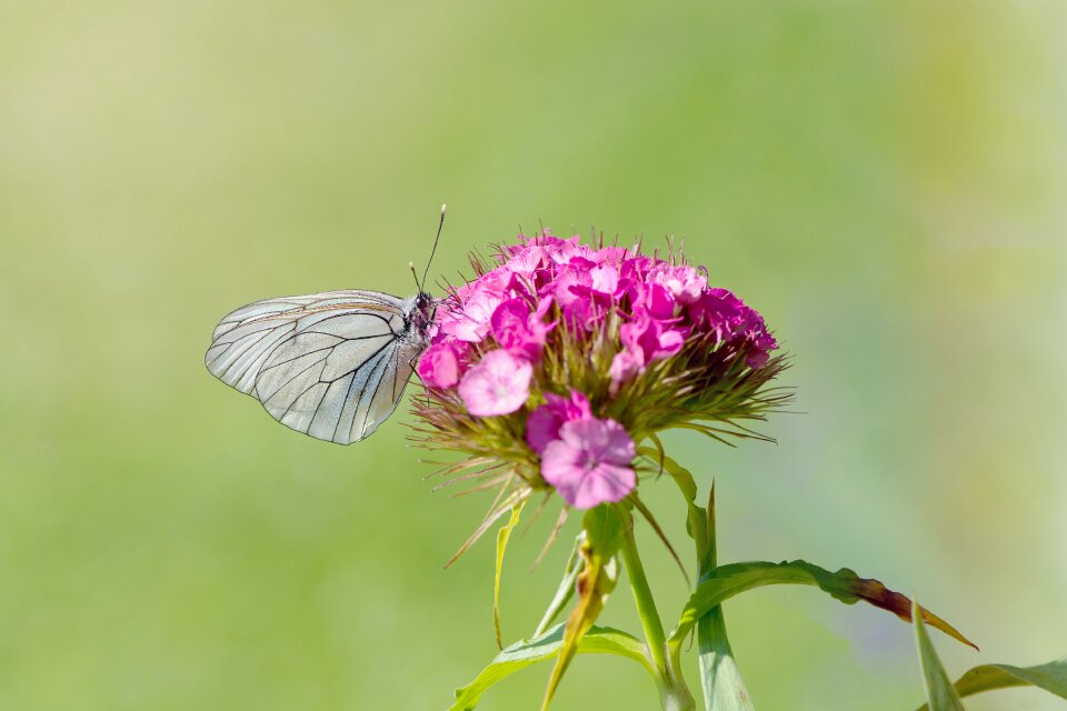 Insect flight insect flower