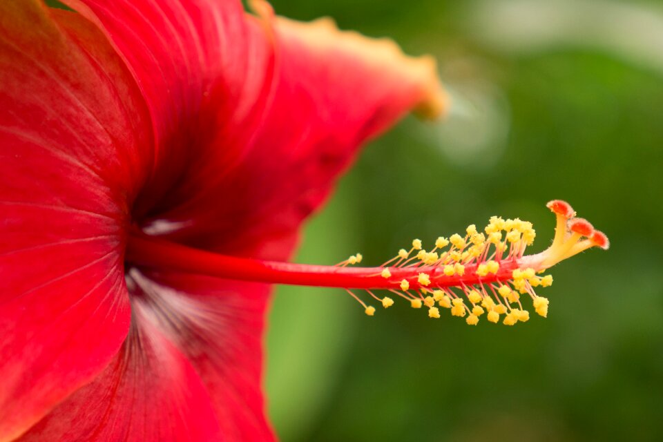 Spain flower leaf