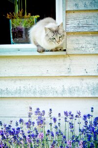 Lavender summer wooden wall photo