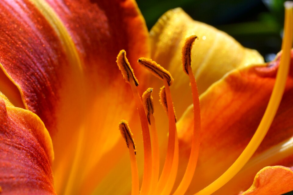 Stamens orange blossom