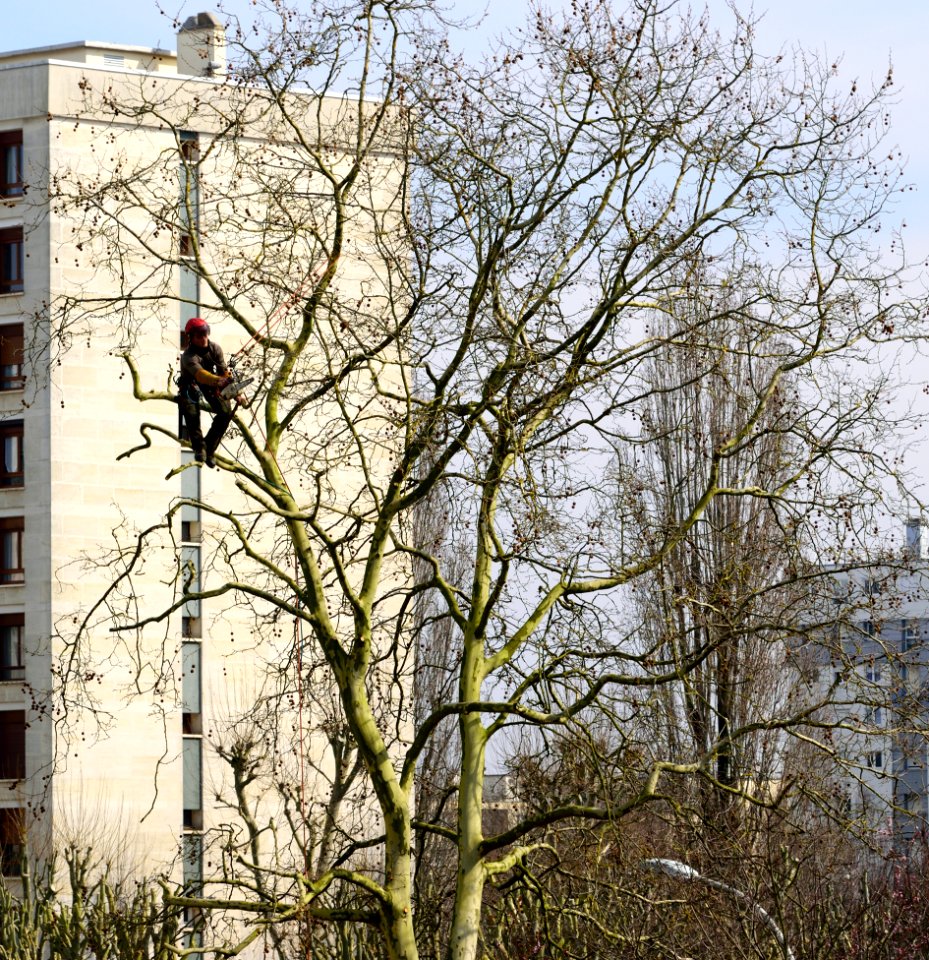 Élagage_en_zone_urbaine_2