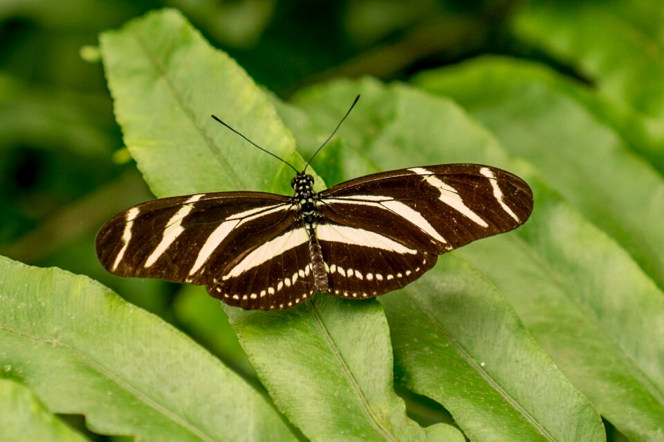 Spain butterfly leaf