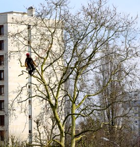 Élagage_en_zone_urbaine_1