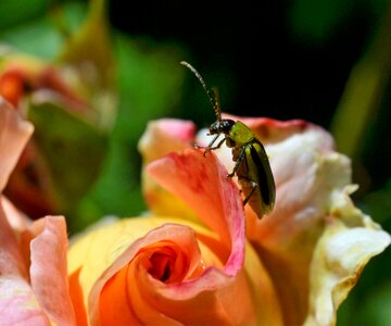 Rose insect close up