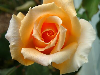 Bloom apricot orange